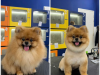Cắt Lông Chó Mèo Theo Kiểu Yêu Thích – Grooming Chuyên Nghiệp