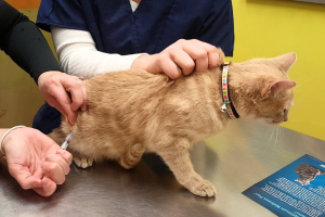 Tiêm Phòng Viêm Gan, Viêm Phổi, Bordetella Cho Chó Mèo