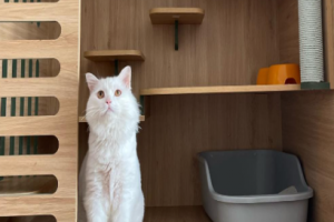 Lưu Trú Ngắn Hạn Cho Chó Mèo