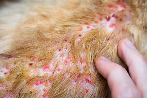 Dịch Vụ Chăm Sóc Da Cho Chó Mèo 