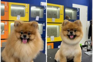 Cắt Lông Chó Mèo Theo Kiểu Yêu Thích – Grooming Chuyên Nghiệp