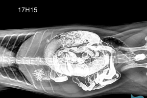 X-Quang Ổ Bụng Cho Thú Cưng