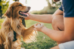 Dạy Pet Cách Giao Tiếp, Ứng Xử Với Người Và Thú Khác