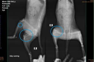 X-Quang Chấn Thương, Gãy Xương Cho Chó Mèo