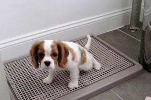 Dạy Pet Đi Vệ Sinh Đúng Chỗ 