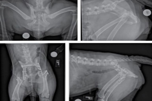 Phẫu Thuật Xương Khớp Cho Thú Cưng