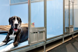 Lưu Trú Dài Hạn Cho Thú Cưng