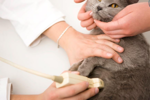 Siêu Âm Tim Thú Cưng