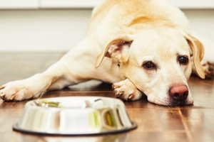 Điều Trị Rối Loạn Tiêu Hóa Ở Chó Mèo