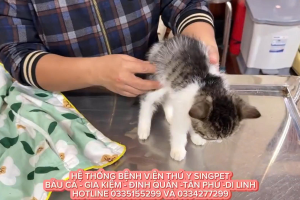 Bé mèo phục hồi sau khi điều trị chân