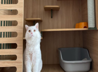 Lưu Trú Ngắn Hạn Cho Chó Mèo