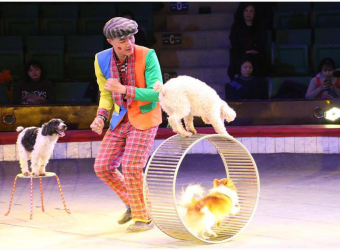 Đào Tạo Chó Cảnh, Chó Biểu Diễn – Chuyên Nghiệp, Thân Thiện