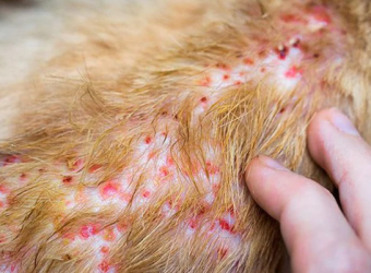 Dịch Vụ Chăm Sóc Da Cho Chó Mèo 