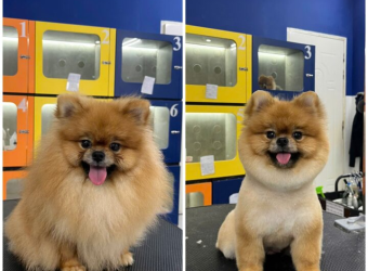 Cắt Lông Chó Mèo Theo Kiểu Yêu Thích – Grooming Chuyên Nghiệp