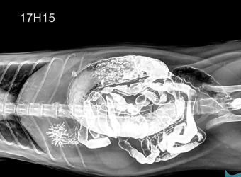 X-Quang Ổ Bụng Cho Thú Cưng