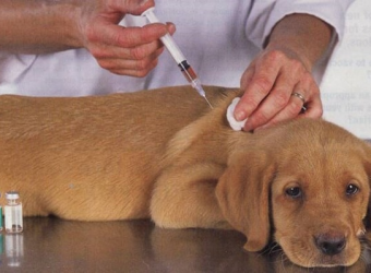 Dịch Vụ Tiêm Phòng Cho Chó Mèo