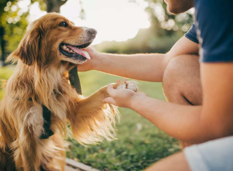 Dạy Pet Cách Giao Tiếp, Ứng Xử Với Người Và Thú Khác