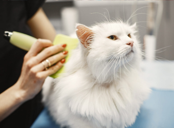 Lưu Trú Kèm Chăm Sóc Y Tế, Grooming – Pet Khỏe, Lông Mượt