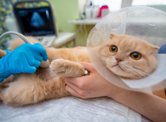 Dịch Vụ Siêu Âm Thú Cưng