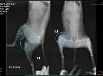 X-Quang Chấn Thương, Gãy Xương Cho Chó Mèo