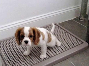 Dạy Pet Đi Vệ Sinh Đúng Chỗ 