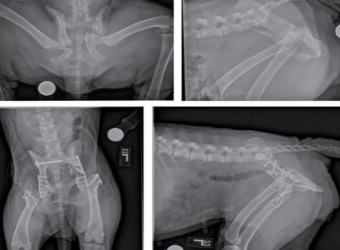 Phẫu Thuật Xương Khớp Cho Thú Cưng