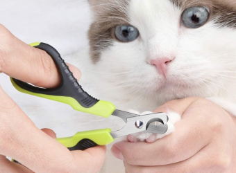 Cắt Móng, Vệ Sinh Tai Cho Chó Mèo