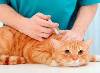 Tiêm Ngừa Dại, Care, Parvo Cho Chó Mèo