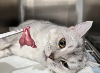 Dịch Vụ Triệt Sản Chó Mèo An Toàn, Không Đau