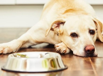 Điều Trị Rối Loạn Tiêu Hóa Ở Chó Mèo