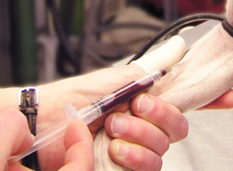 Xét Nghiệm Máu Cho Chó Mèo