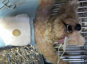 Khám Và Điều Trị Sỏi Thận, Sỏi Bàng Quang Ở Thú Cưng