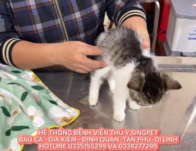 Bé mèo phục hồi sau khi điều trị chân