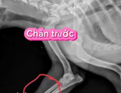 Điều trị tình trạng gãy xương cho bé cún