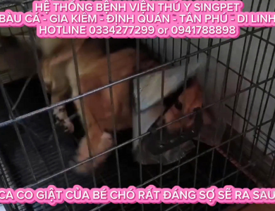 Điều trị ca co giật của bé chó 