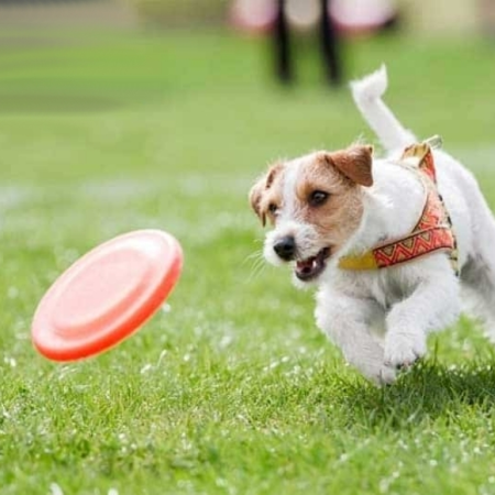 Chọn Đồ Chơi Thú Cưng Giúp Giải Trí Và Kích Thích Trí Tuệ