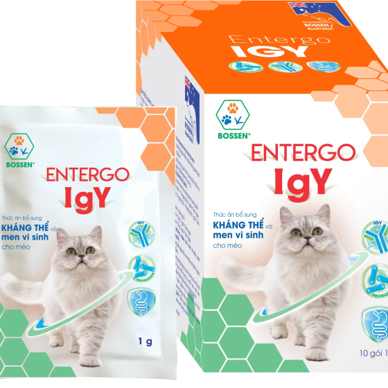 Thức ăn bổ sung kháng thể và men vi sinh cho mèo