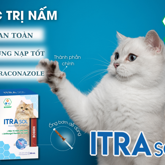 Đặc trị nấm cho mèo