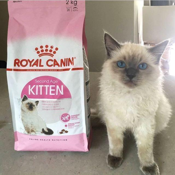 Thức Ăn Hạt Cho Mèo Con Royal Canin Kitten 36