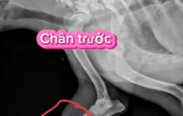 Điều trị tình trạng gãy xương cho bé cún