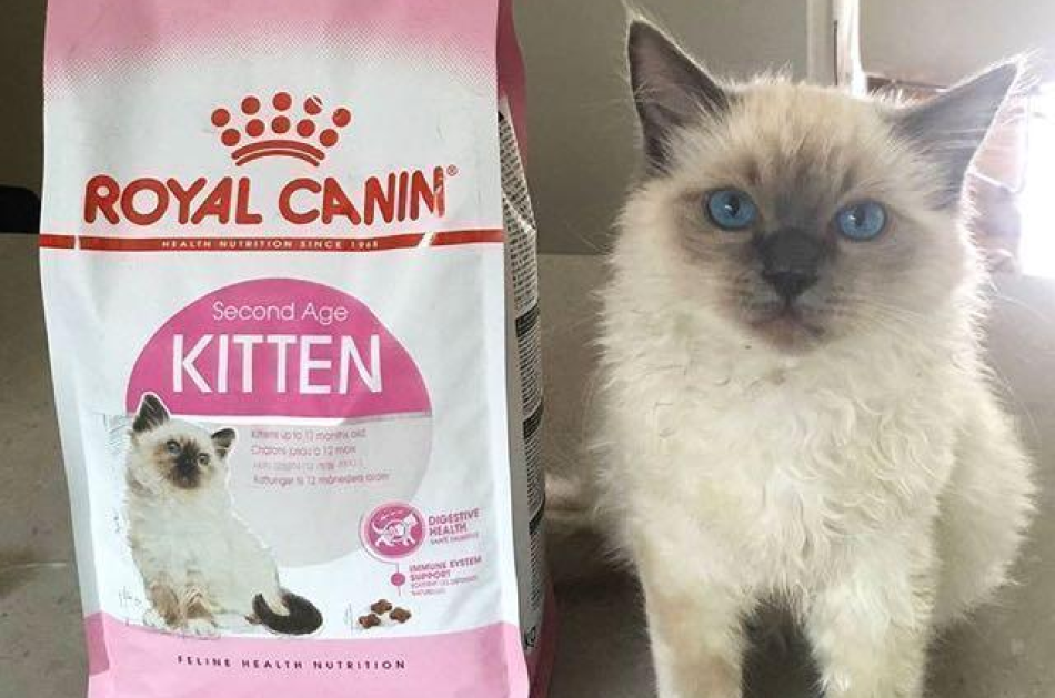 Thức Ăn Hạt Cho Mèo Con Royal Canin Kitten 36