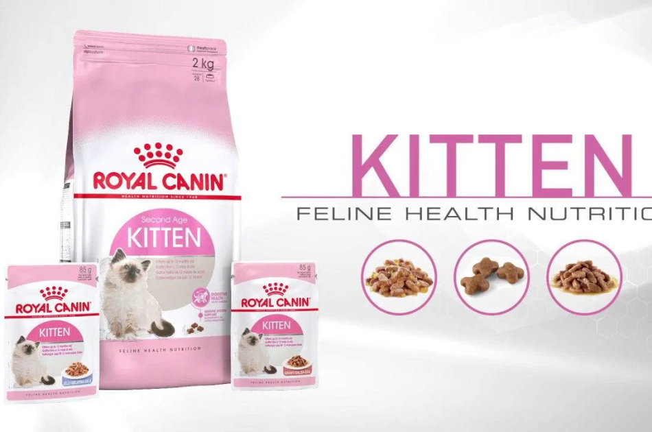 Thức Ăn Hạt Cho Mèo Con Royal Canin Kitten 36