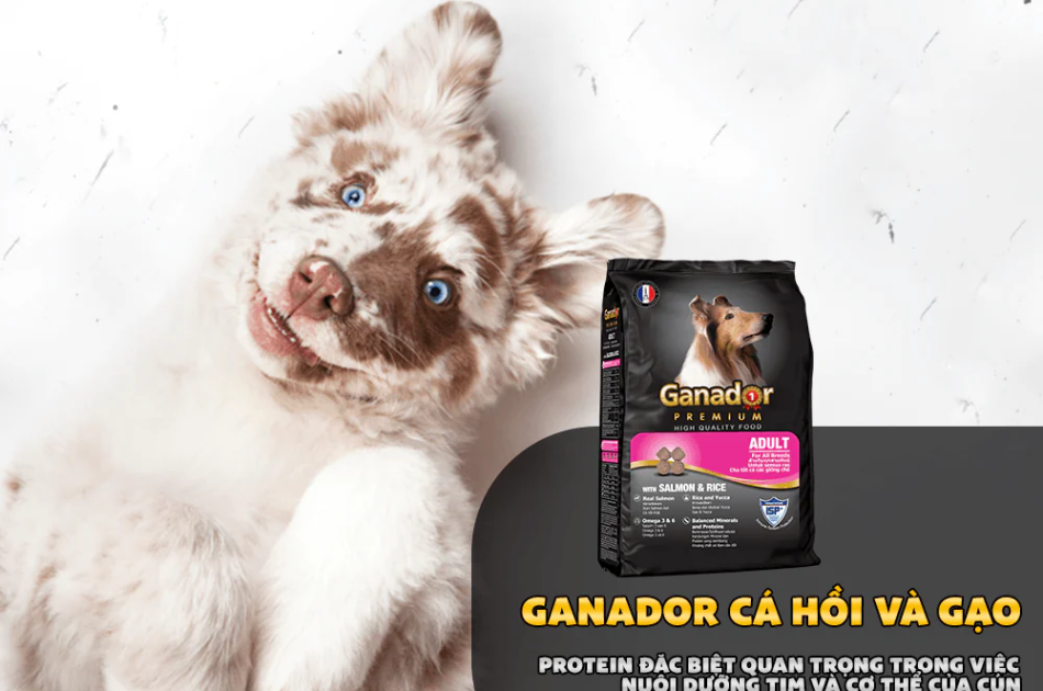 Hạt Ganador Adult Cho Chó Trưởng Thành Vị Cá Hồi & Gạo