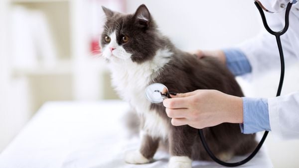 Dịch Vụ Nội Khoa Cho Thú Cưng